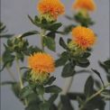 Carthamus